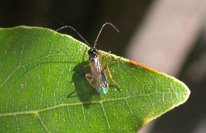 Piccolo Imenottero (Braconide - Apanteles?)